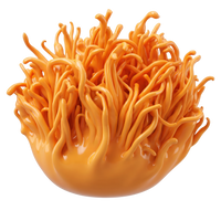 Cordyceps