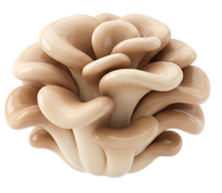 Maitake